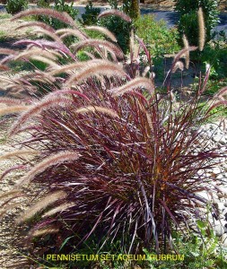 Pennisetum setaceum 'Rubrum' 1